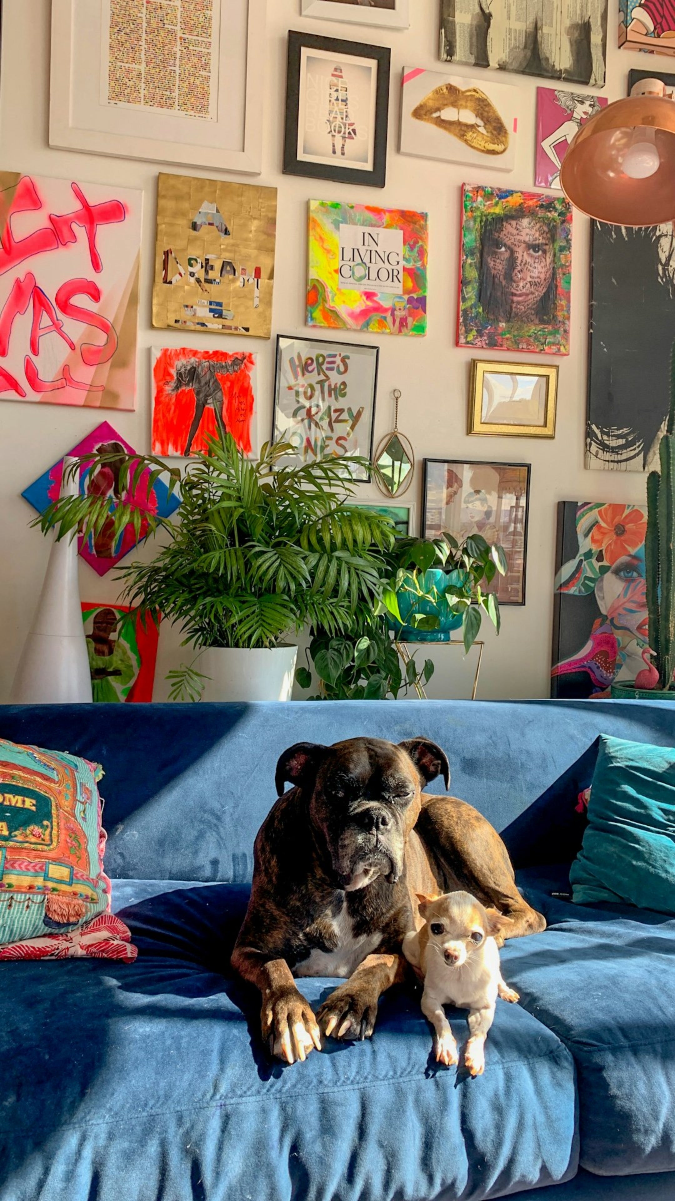 Image of dogs laying on a couch in a eclectic styled room