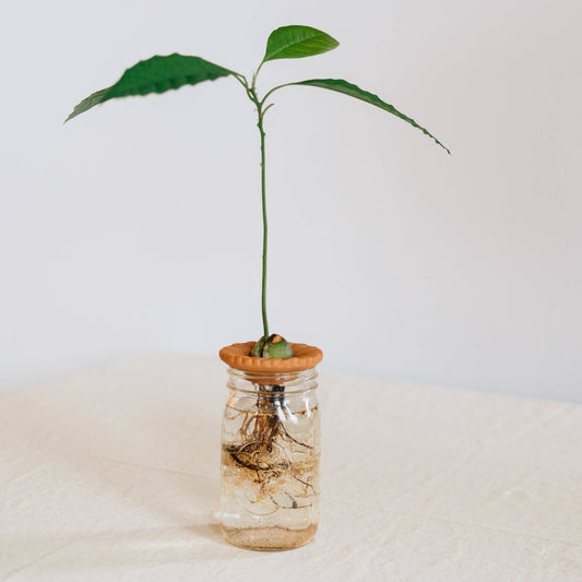 Close-up of avocado pit sprouting in terracotta dish with floral design