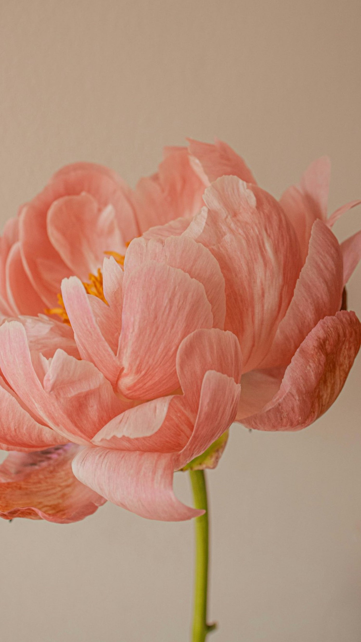 Close up image of a peony flower