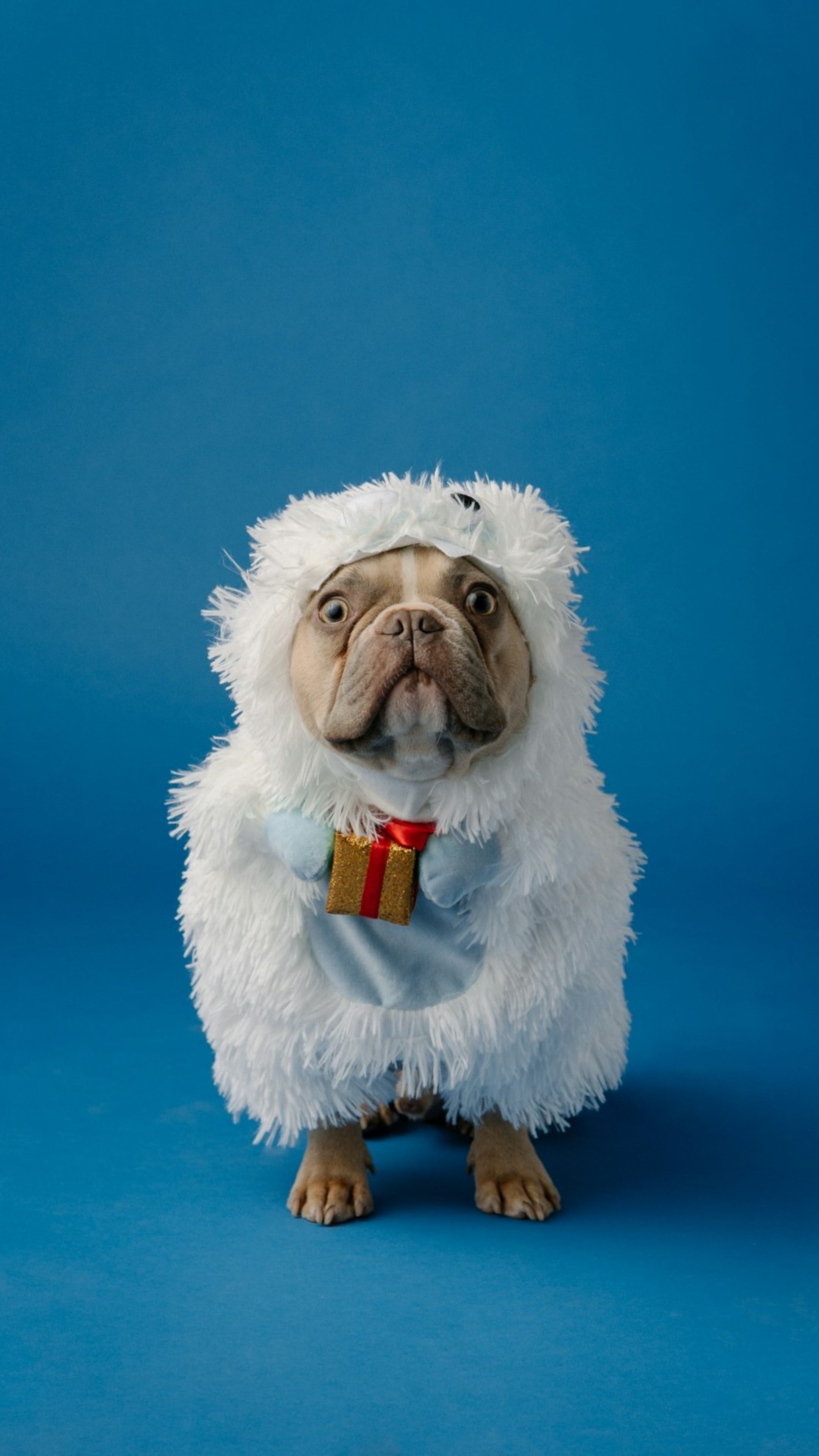 Image of a dog dressed in a yeti costume holding a small gift