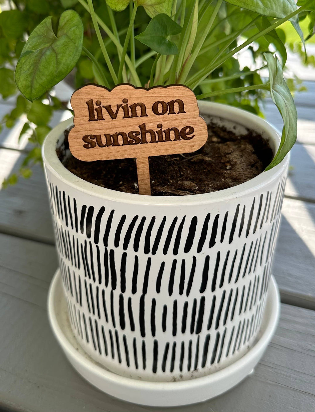 Engraved cherry hardwood “Livin’ on Sunshine” plant stake in a potted plant.