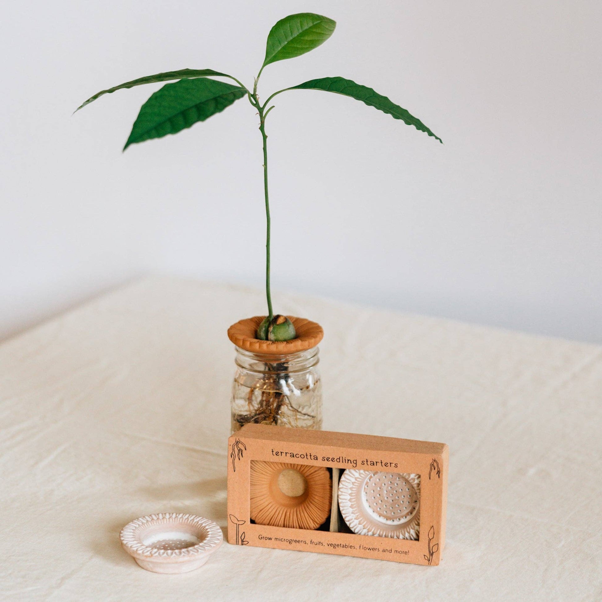 Whitewashed and natural terracotta sprouters side by side on a kitchen counter with a plant being grown in the background