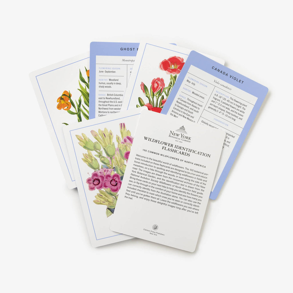 Set of wildflower identification flashcards with illustrations and text on a white background