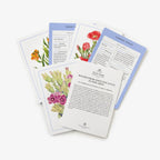 Set of wildflower identification flashcards with illustrations and text on a white background