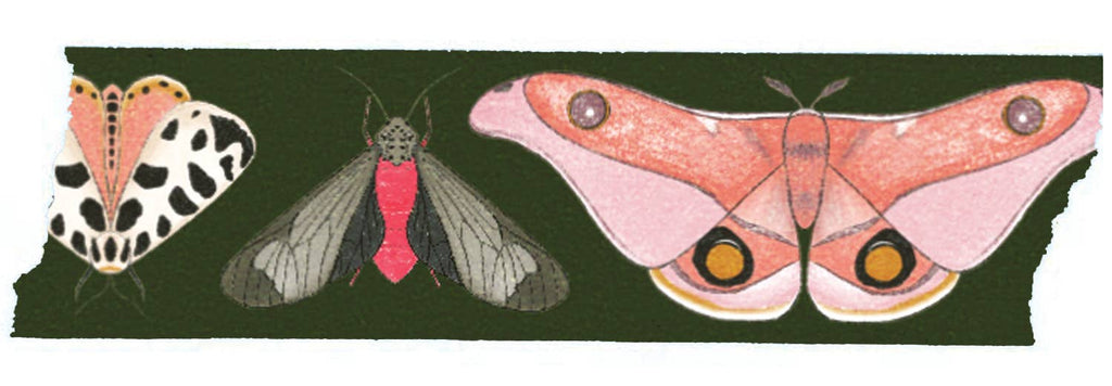 Close up of the Moth washi tape showing the details of the moth 
