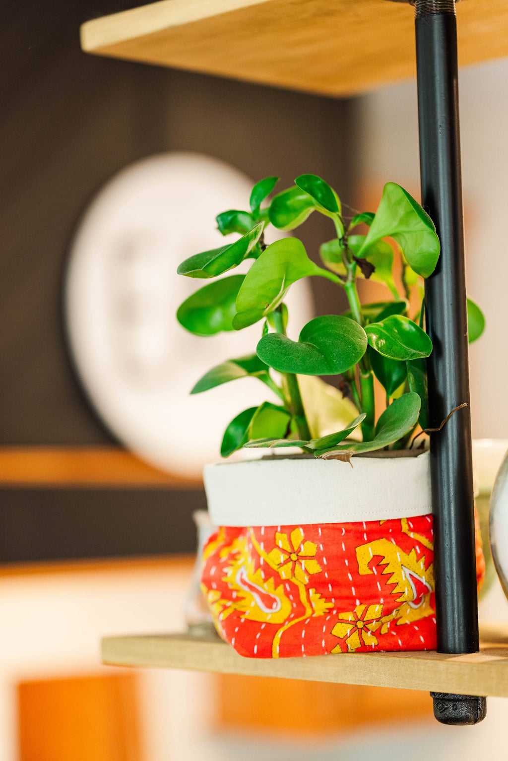 Potted plant in a decorative pot with a blurred background