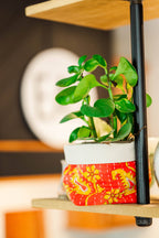 Potted plant in a decorative pot with a blurred background