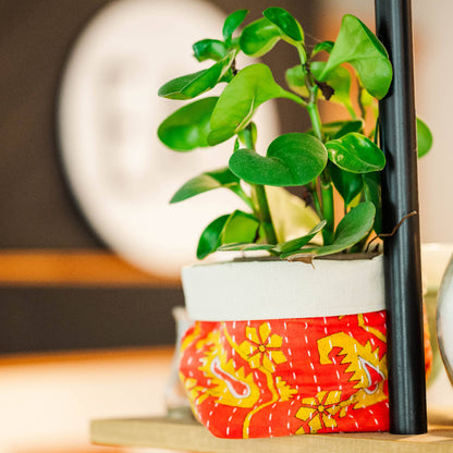 Potted plant in a decorative pot with a blurred background