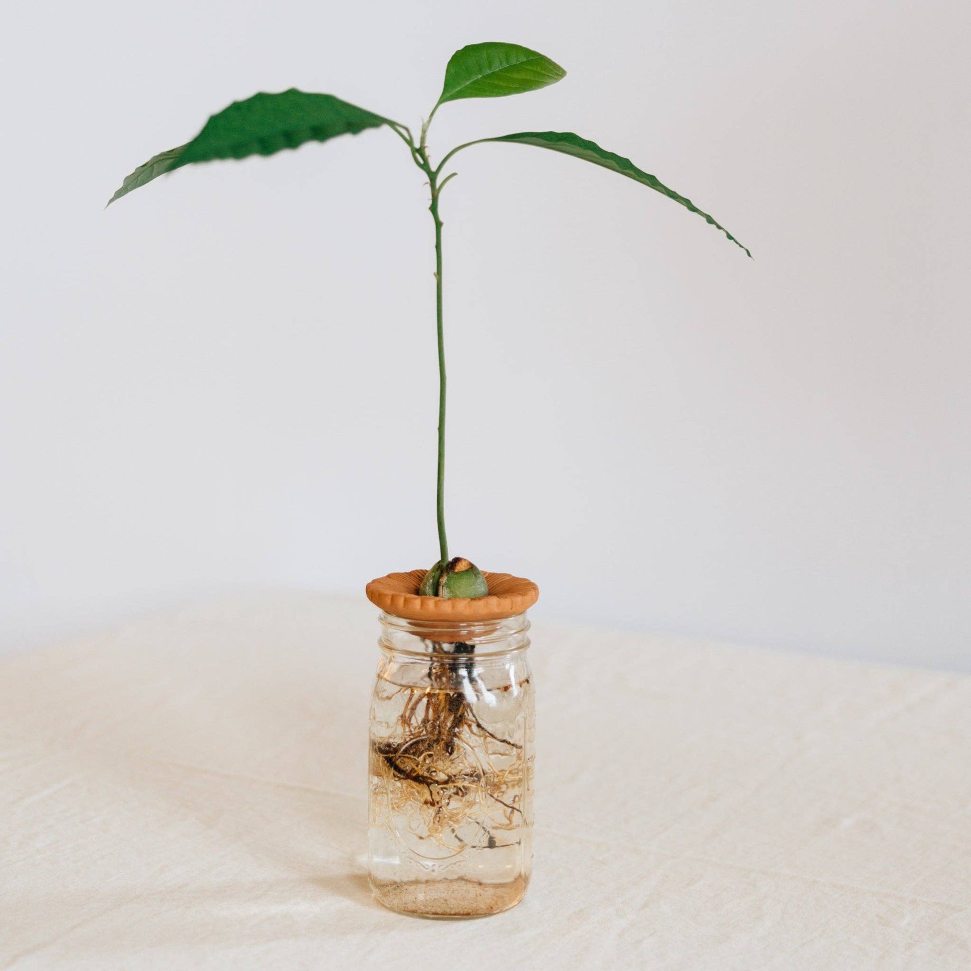 Close-up of avocado pit sprouting in terracotta dish with floral design