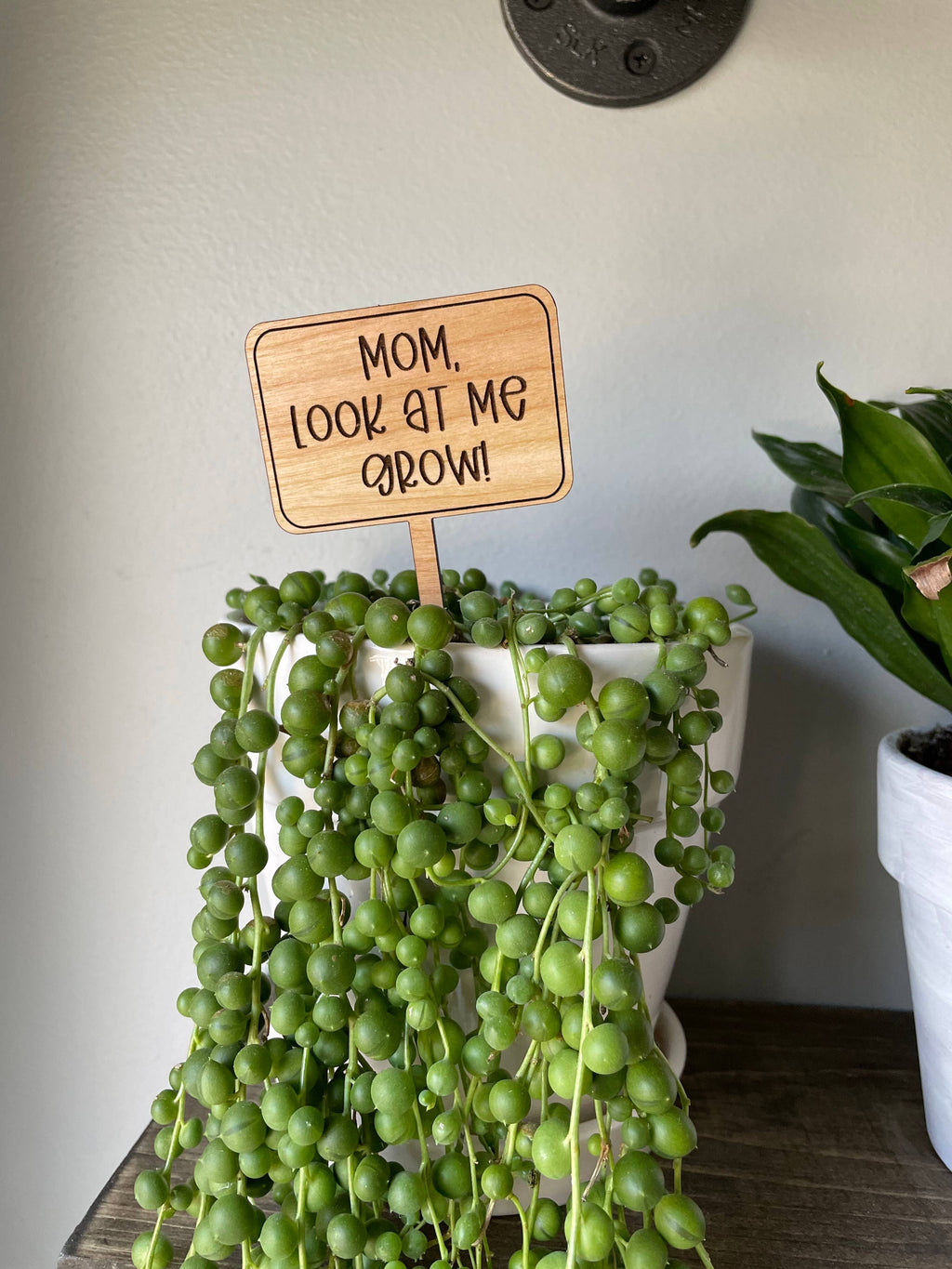 Cherry wood plant marker in a pot of String of Pearls.