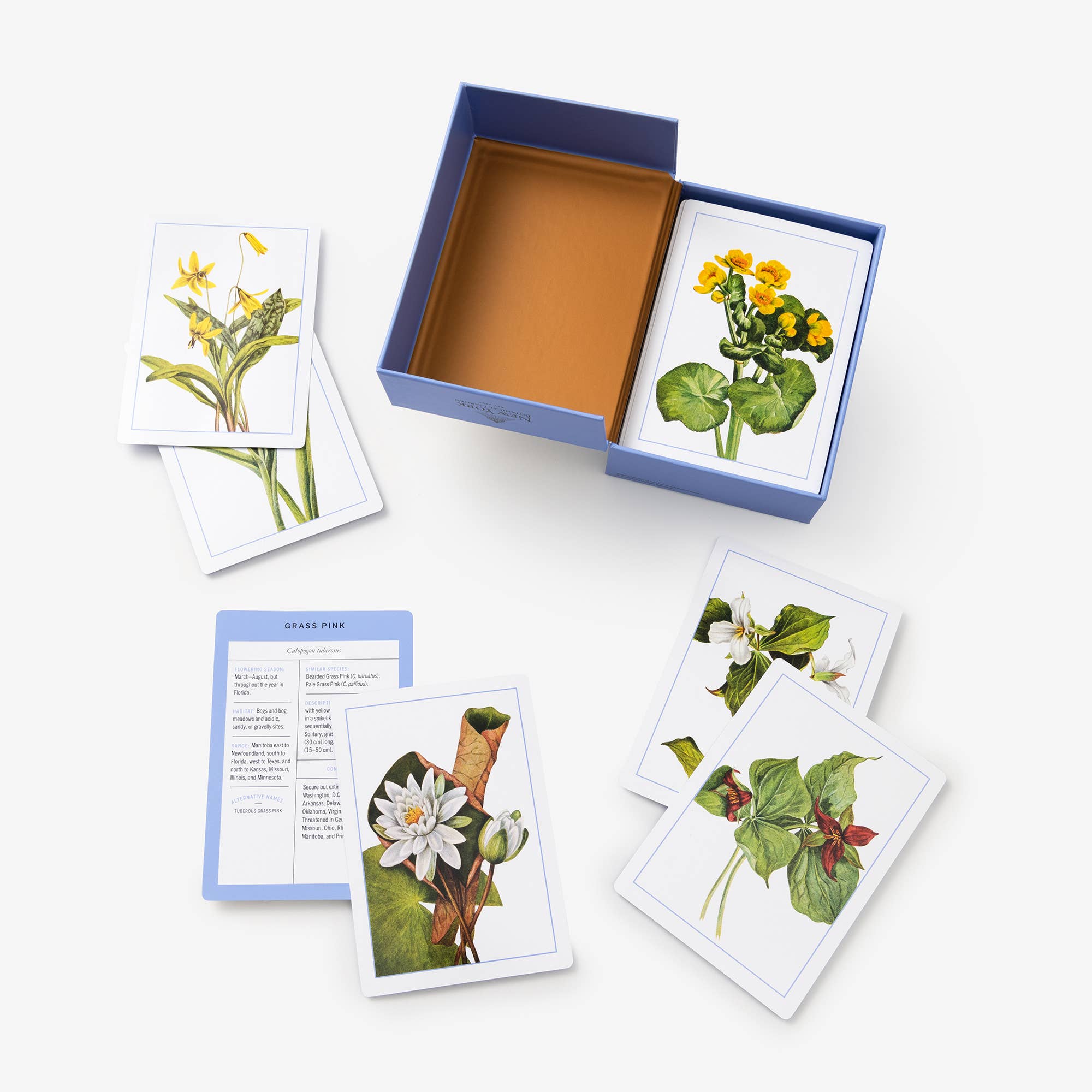 Set of botanical cards with illustrations on a white background
