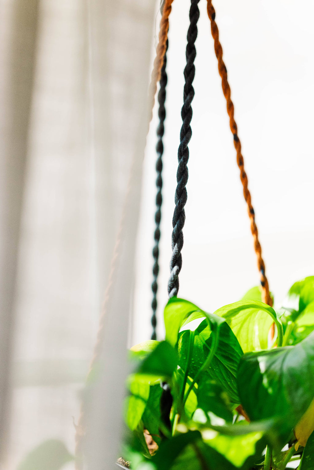 Hanging plant with green leaves on a blurred background