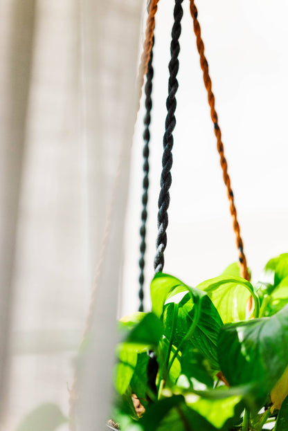 Hanging plant with green leaves on a blurred background