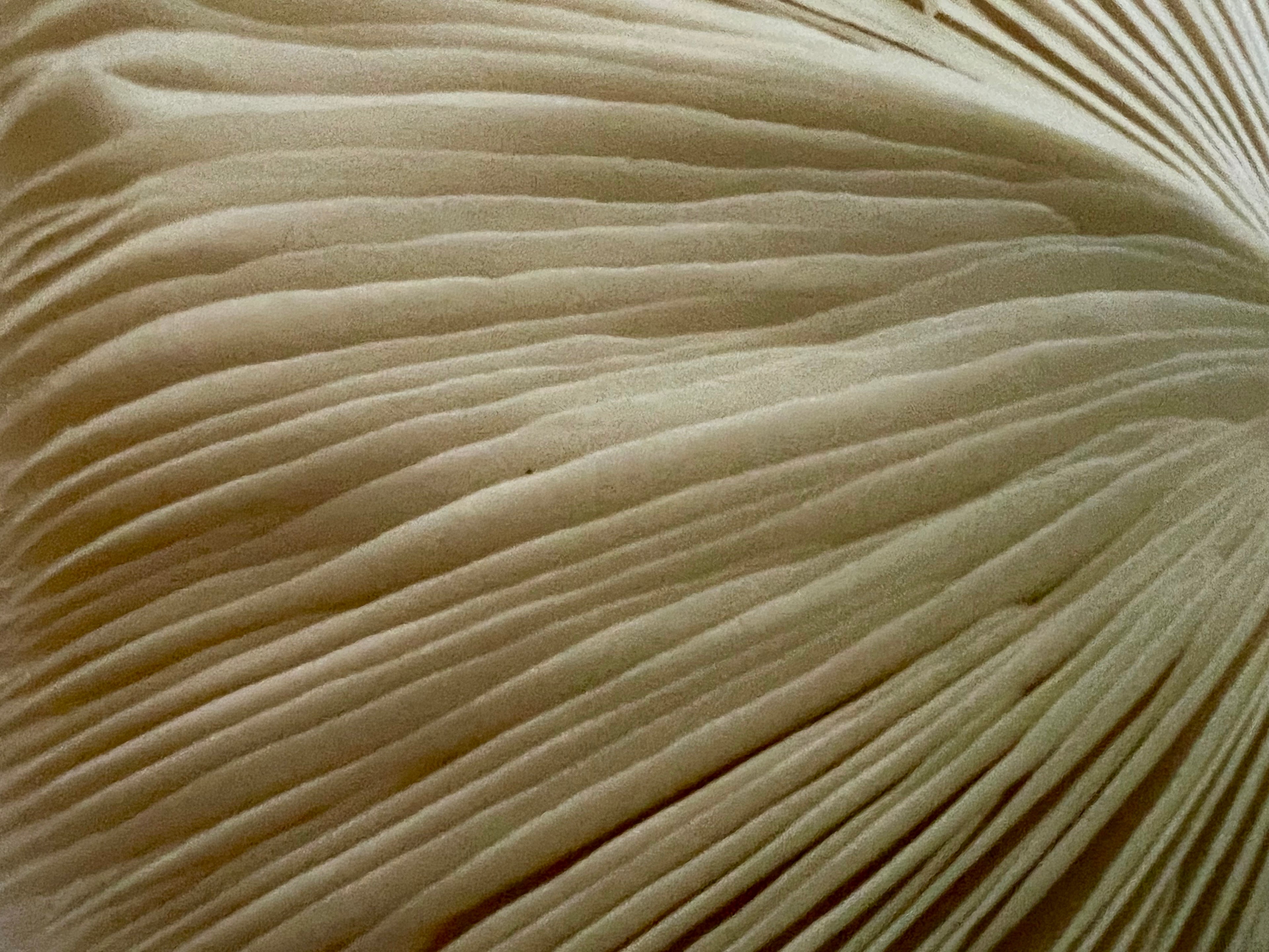 Close-up of a textured beige surface with a leaf