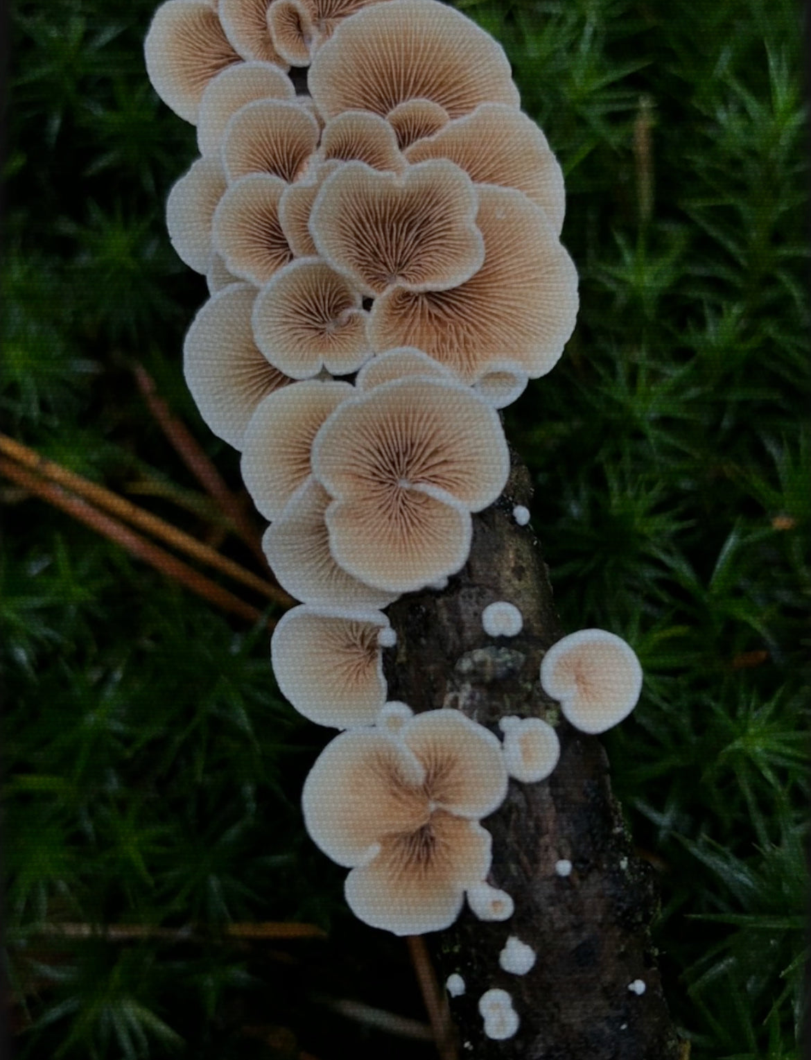 Cluster of mushrooms on a branch with green moss in the background