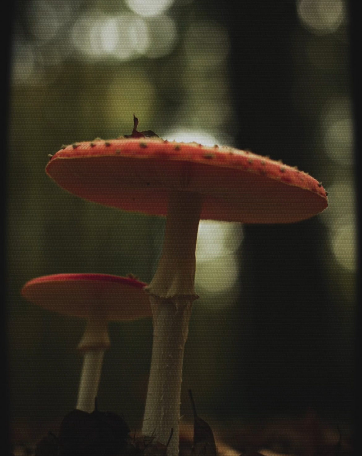 Close-up of a red mushroom with a blurred green background