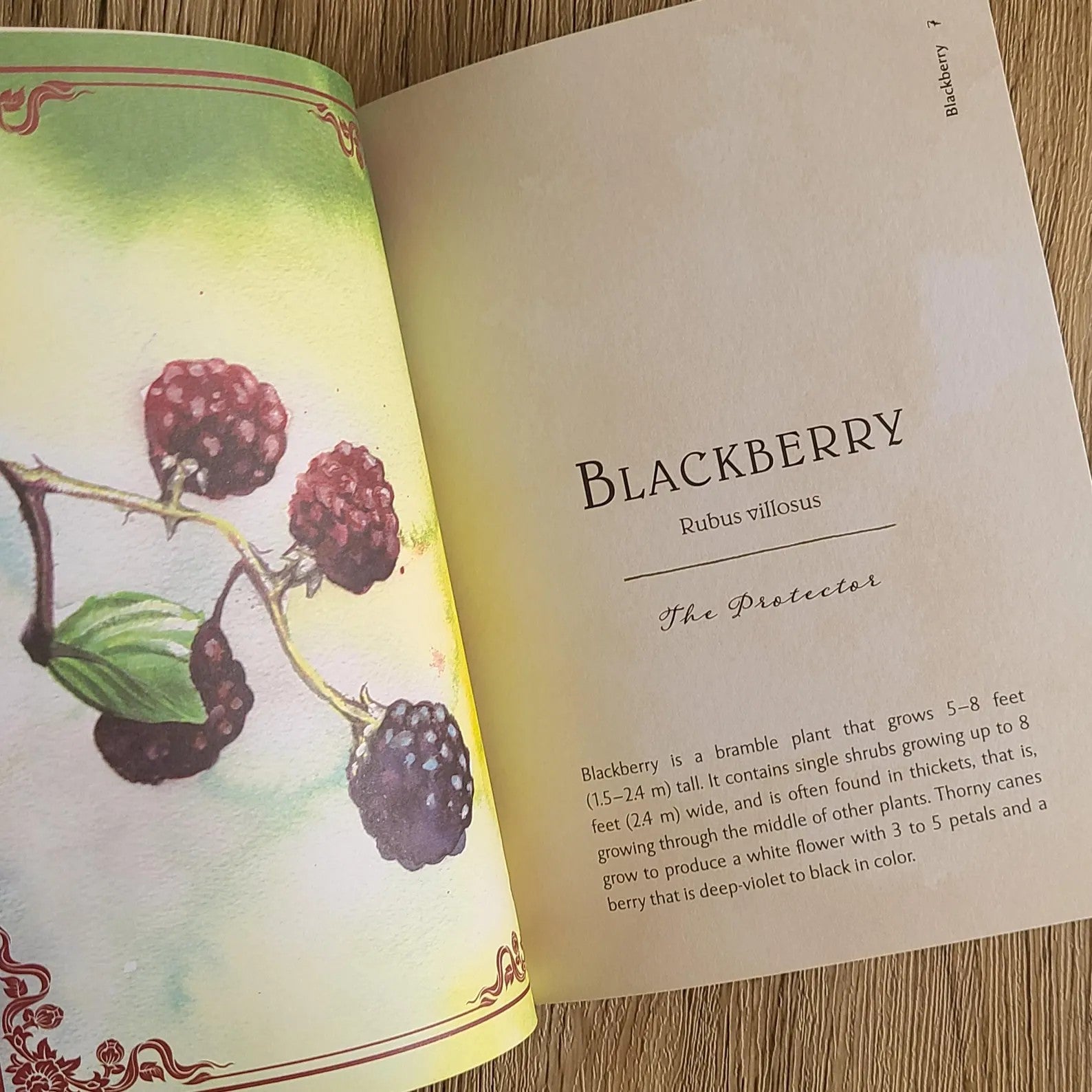 Book open to a page about blackberries with an illustration on the left.
