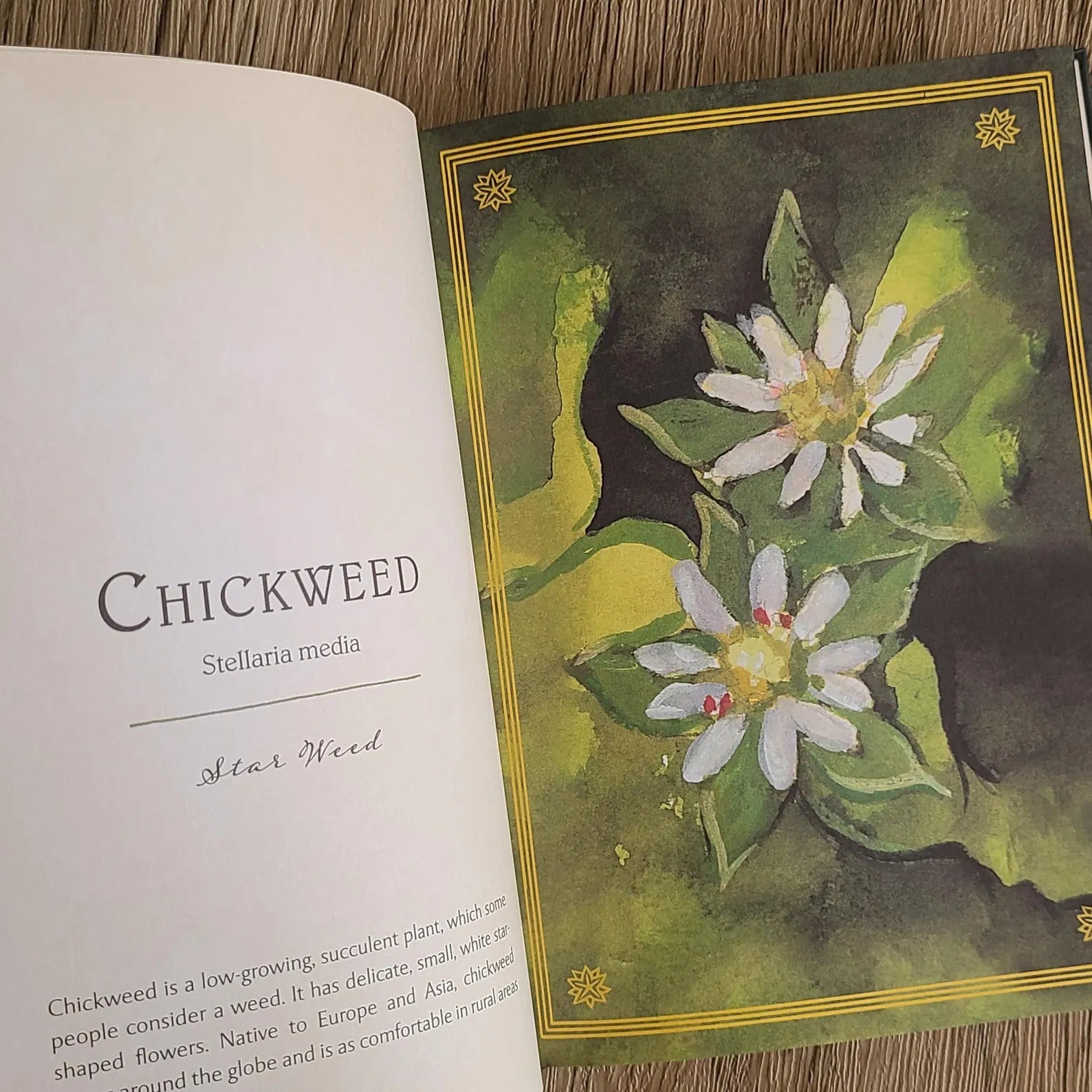 Open book with illustration of chickweed and text on a wooden surface