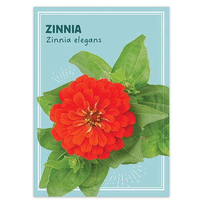 Zinnia flower seeds from American Meadows