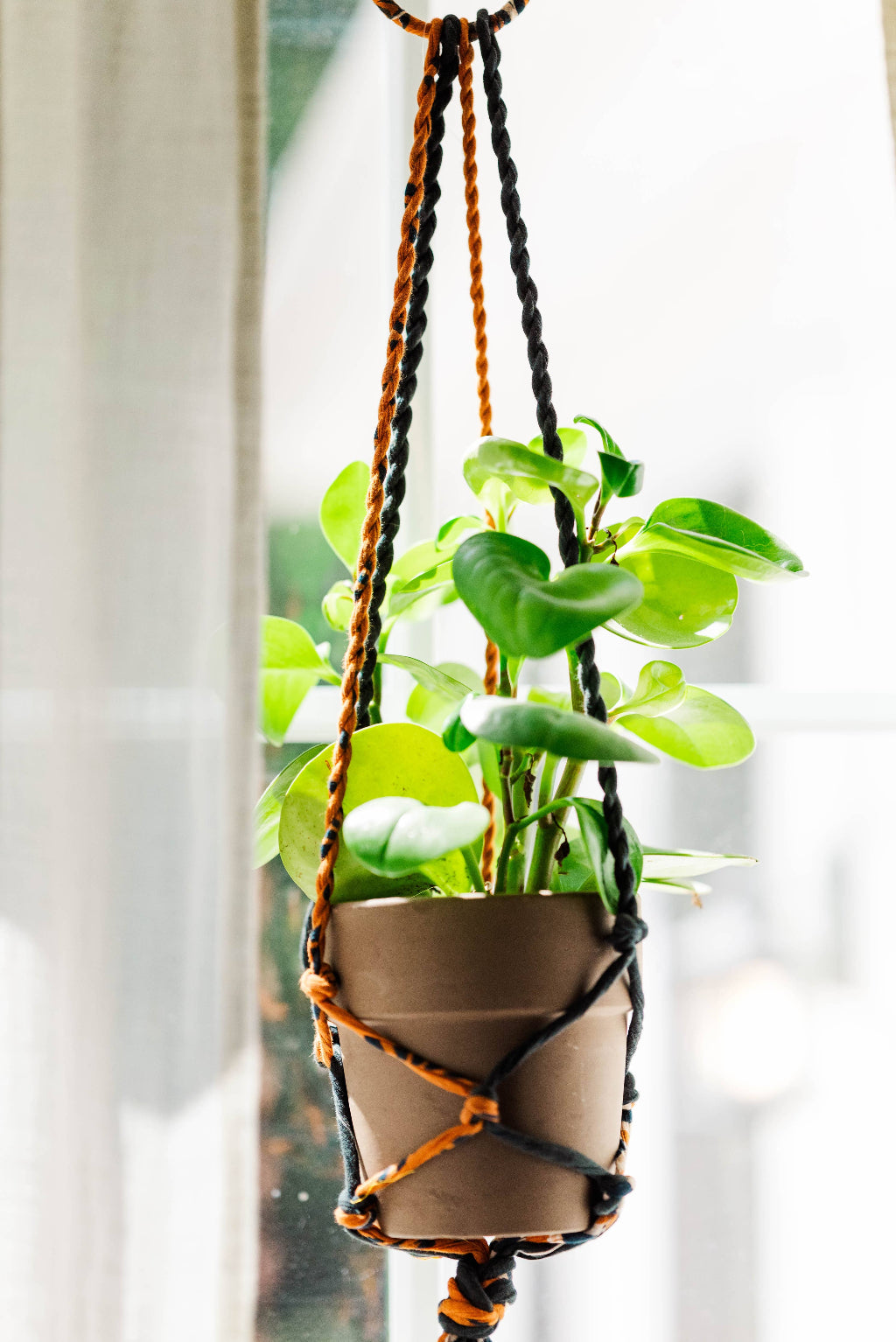 Hanging plant in a macrame pot holder with a blurred background