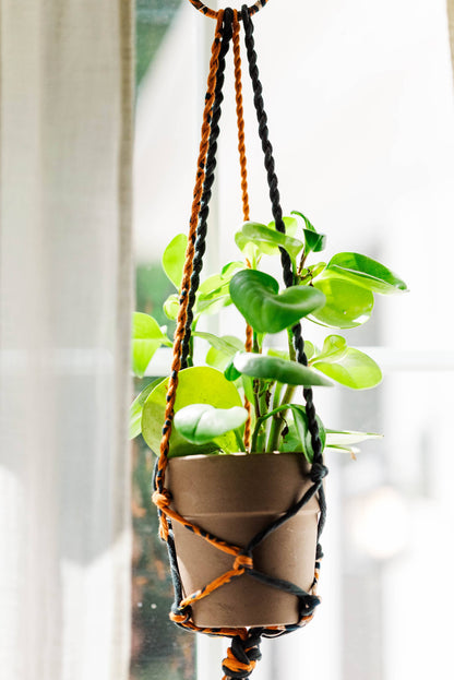 Hanging plant in a macrame pot holder with a blurred background