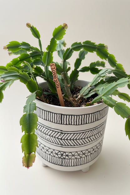 "I Love You" engraved sherry wood plant marker in a Christmas Cactus plant in a lack and white planter on a white background.