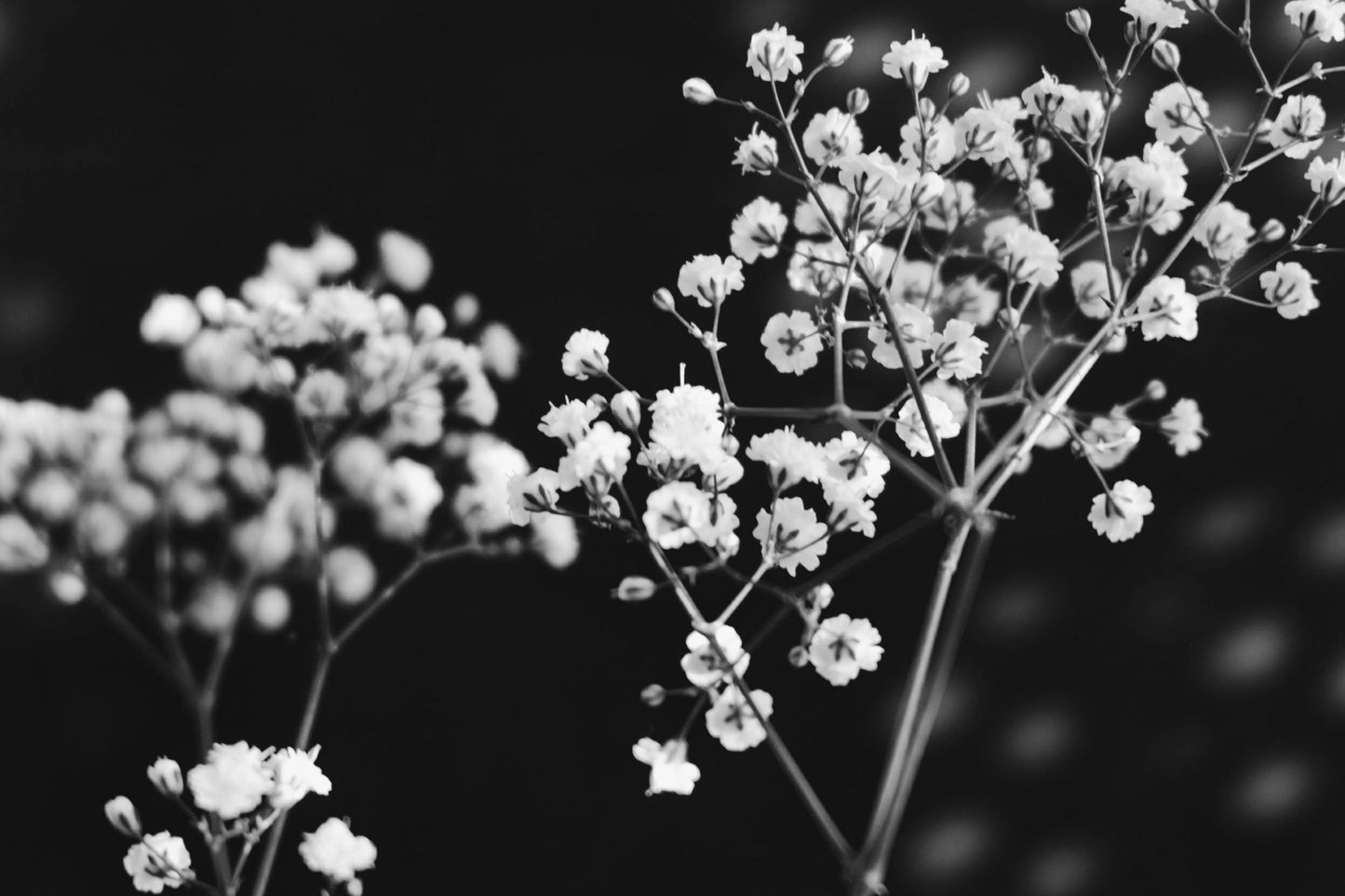 Black and white photograph of delicate flowers against a dark background