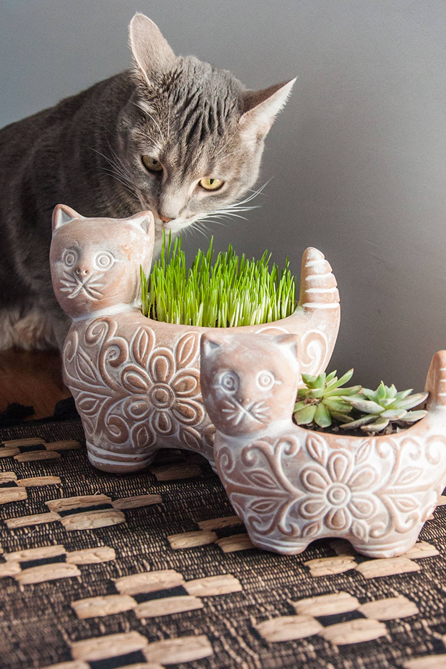 Cat looking at a decorative cat-shaped planter with plants on a textured surface.