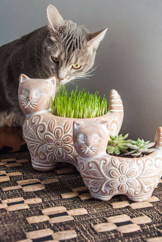 Cat looking at a decorative cat-shaped planter with plants on a textured surface.