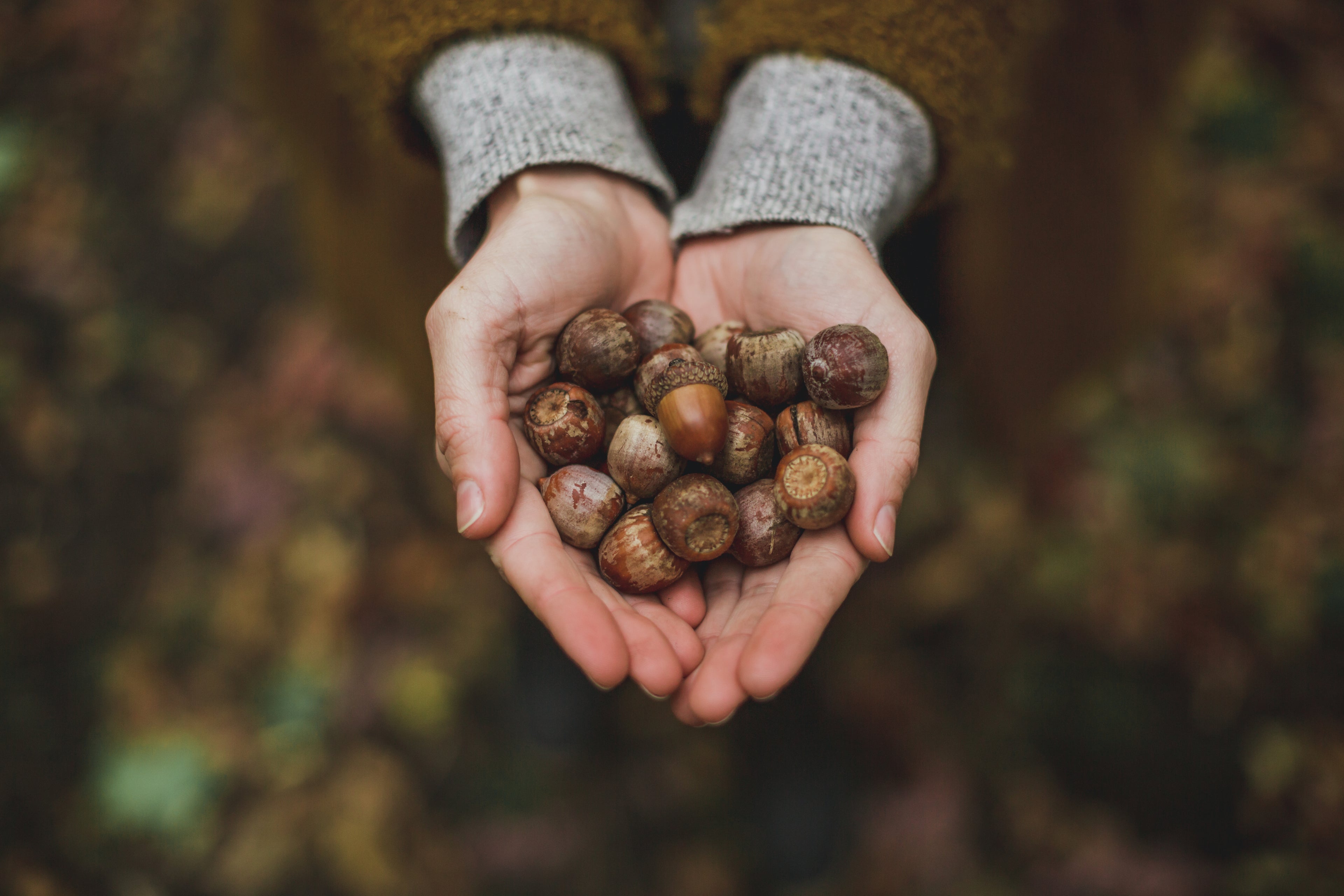 Close up image of someone holding two handfuls of acorns to resemble a heart