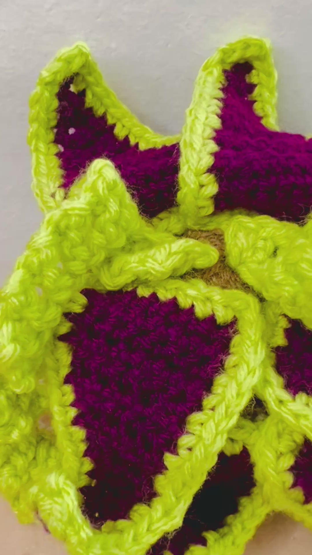 Fiber Tillandsia xerographica on a sunny windowsill, perfect for plant lovers